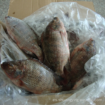 Tilapia redonda de IQF fresca y congelada para África